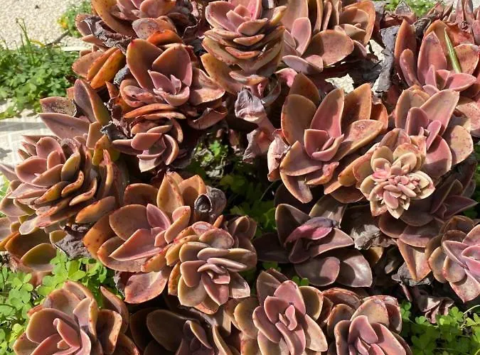 Casa Corofulu - Iun P2139 *