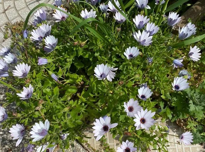 Сasa de vacaciones Casa Corofulu - Iun P2139