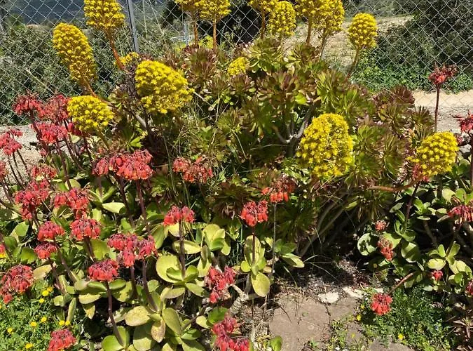 Casa Corofulu - Iun P2139