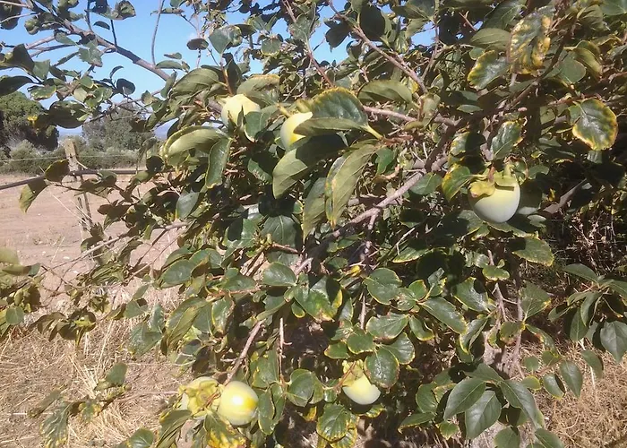 Casa Corofulu - Iun P2139 Сasa de vacaciones