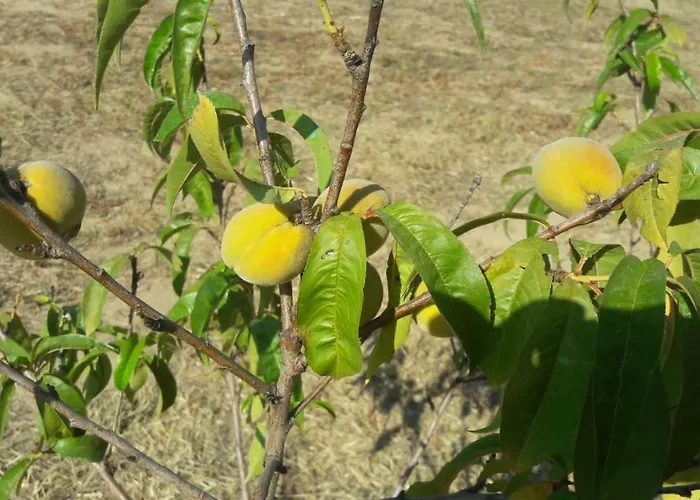 Сasa de vacaciones Casa Corofulu - Iun P2139